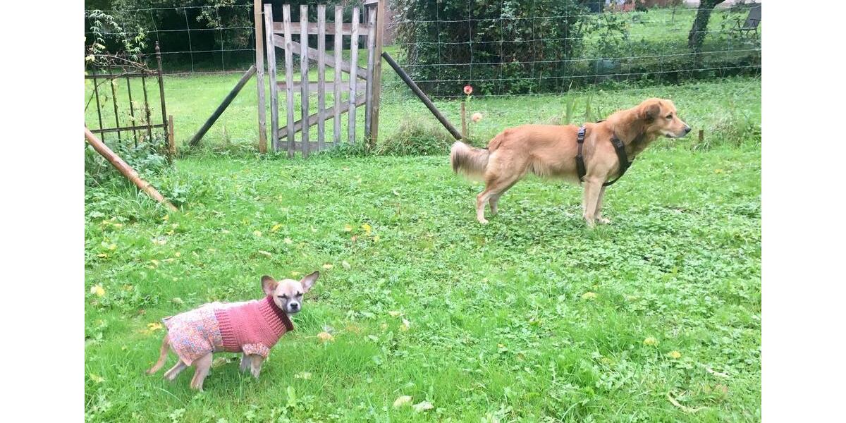Geräumiges Dachgeschoss in tierfreundlichem Haus mit Garten 1 zimmer