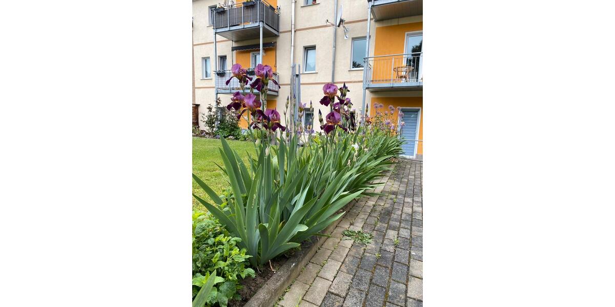 Erdgeschoßwohnung Groitzsch - 1 Zimmer, 39 m&sup2;, 292&euro; | Angebot:26213076