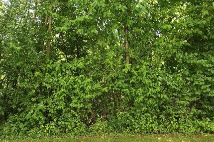 ALFELD, tolle Gelegenheit, 50qm, 2 ZKB teilmöblierte, mit Balkon 2 zimmer