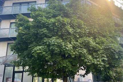 Wohnung Hürth Hermülheim - 1 Zimmer, 32 m&sup2;, 600&euro; | Angebot:27223663