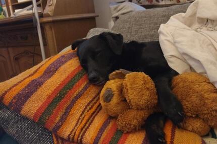 Wohnen auf Zeit Braunschweig Östliches Ringgebiet - 1 Zimmer, 81 m&sup2;, 480&euro; | Angebot:26254997