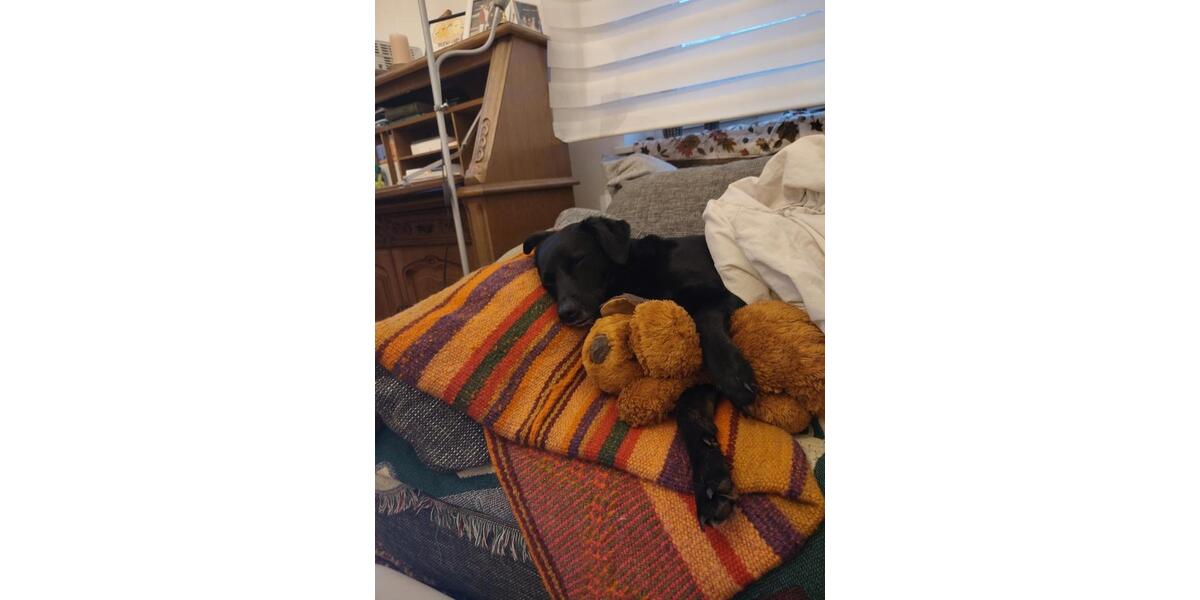 Wohnen auf Zeit Braunschweig Östliches Ringgebiet - 1 Zimmer, 81 m&sup2;, 480&euro; | Angebot:26254997