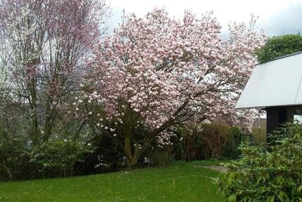 Wohnung Bonn Bad Godesberg - 3 Zimmer, 151 m&sup2;, 2.280&euro; | Angebot:25807104