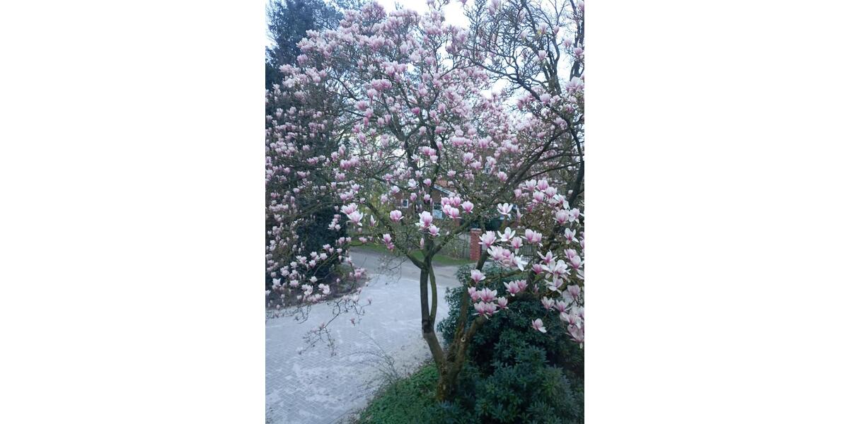 Einfamilienhaus Löningen - 5 Zimmer, 130 m&sup2;, 1.150&euro; | Angebot:25756277