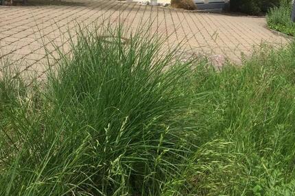 Gewerbeobjekt Albstadt Gemarkung Burgfelden - 840&euro; | Angebot:24553943