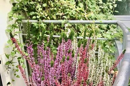 Verden City tolle möblierte 1 Zi, Küche, Bad , Balkon 480 kalt 1 zimmer