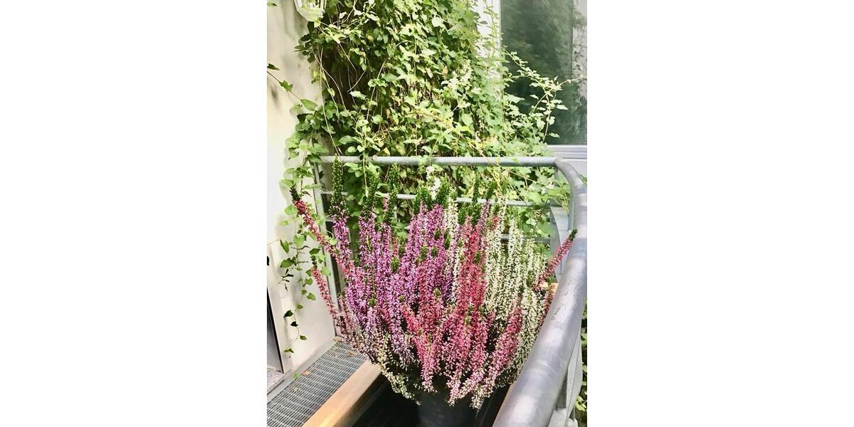 Verden City tolle möblierte 1 Zi, Küche, Bad , Balkon 480 kalt 1 zimmer