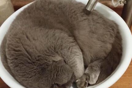 Wohnung Sottrum - 1 Zimmer, 90 m&sup2;, 250&euro; | Angebot:24463974