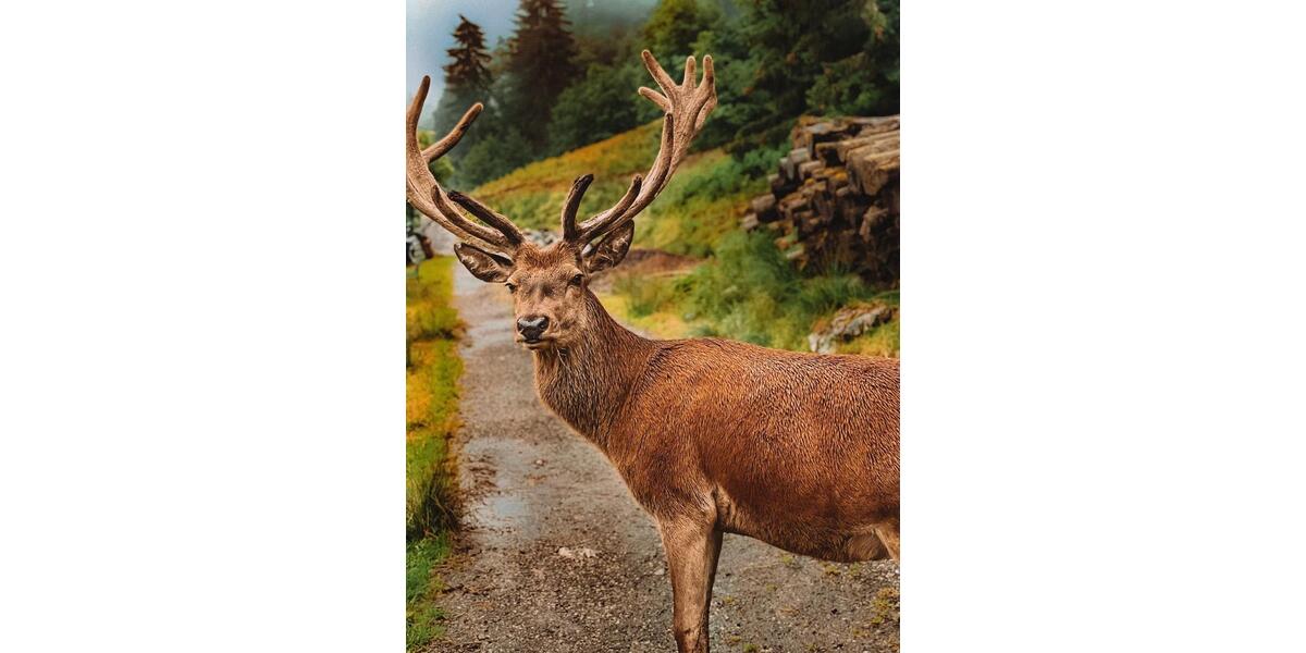 Terrassenwohnung Kempten (Allgäu) Auf der Halde - 1 Zimmer, 38 m&sup2;, 800&euro; | Angebot:18984564