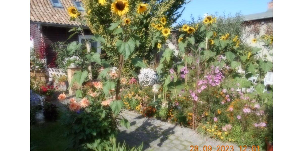 Dachgeschoßwohnung Ballenstedt - 2 Zimmer, 60 m&sup2;, 55&euro; | Angebot:18964502