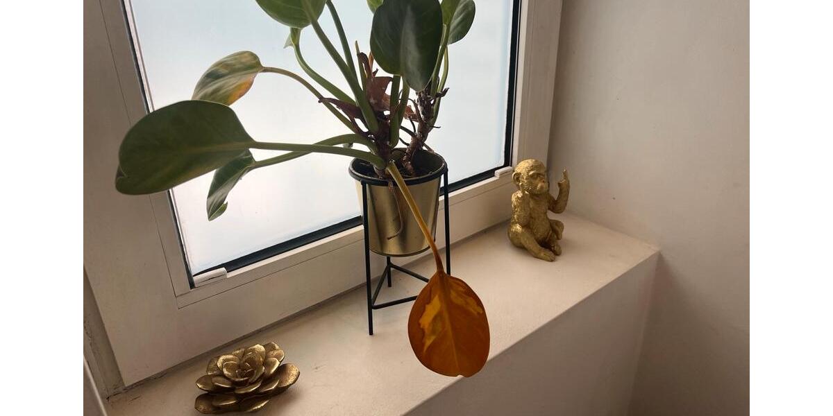 Erdgeschoßwohnung Tangstedt - 3.5 Zimmer, 80 m&sup2;, 2.000&euro; | Angebot:25795307