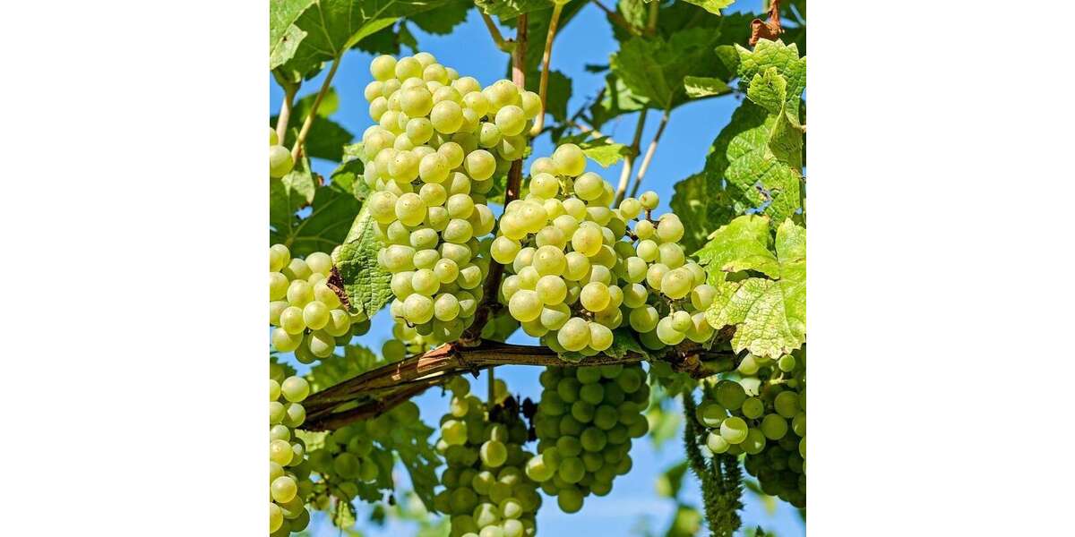 Etagenwohnung Wertheim - 3 Zimmer, 96 m&sup2;, 710&euro; | Angebot:25958747