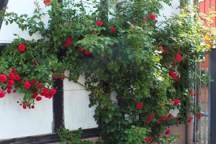 Wohnung Langenselbold - 3 Zimmer, 65 m&sup2;, 695&euro; | Angebot:24637059