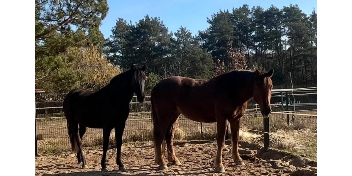 Etagenwohnung Rheinsberg Luhme - 4 Zimmer, 120 m&sup2;, 850&euro; | Angebot:23860491