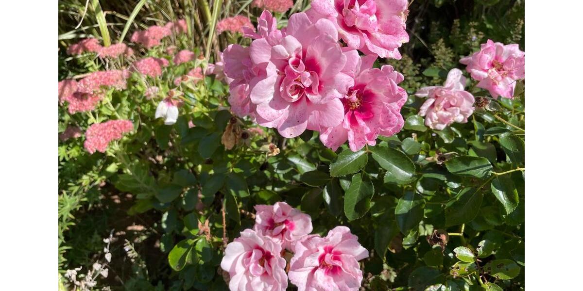 Dachgeschoßwohnung Bad Hersfeld - 2 Zimmer, 50 m&sup2;, 450&euro; | Angebot:25932501