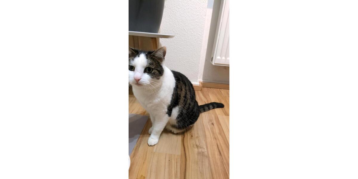 Einfamilienhaus Villingen-Schwenningen Schwenningen - 4 Zimmer, 95 m&sup2;, 1.800&euro; | Angebot:25980750