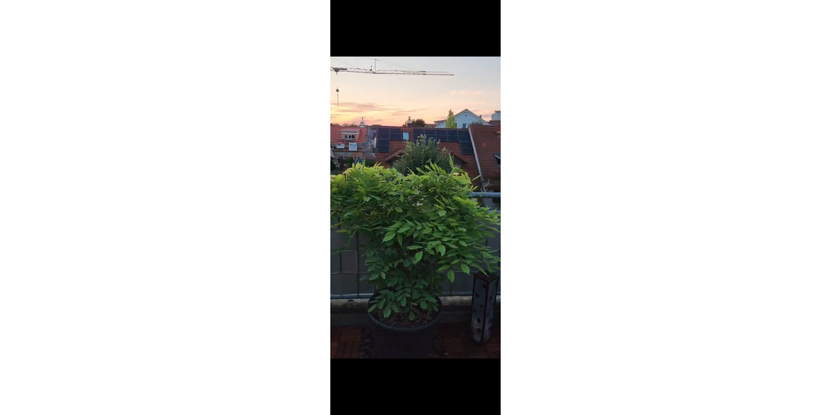 Einfamilienhaus Friedrichshafen Ailingen - 2 Zimmer, 65 m&sup2;, 990&euro; | Angebot:25960819