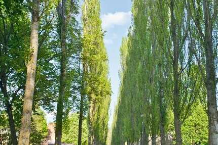 Wohnung zum Mieten in Magdeburg 579,50 € 61 m² 3 zimmer