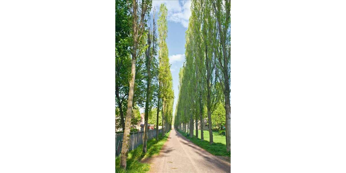 Wohnung zum Mieten in Magdeburg 579,50 € 61 m² 3 zimmer