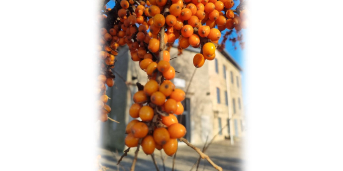 Etagenwohnung Ferdinandshof - 3 Zimmer, 67 m&sup2;, 422&euro; | Angebot:25178565