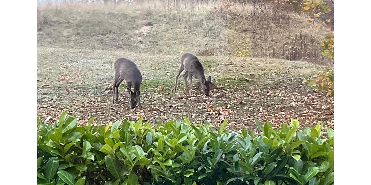 Erdgeschoßwohnung Grömitz - 2 Zimmer, 50 m&sup2;, 800&euro; | Angebot:24625100