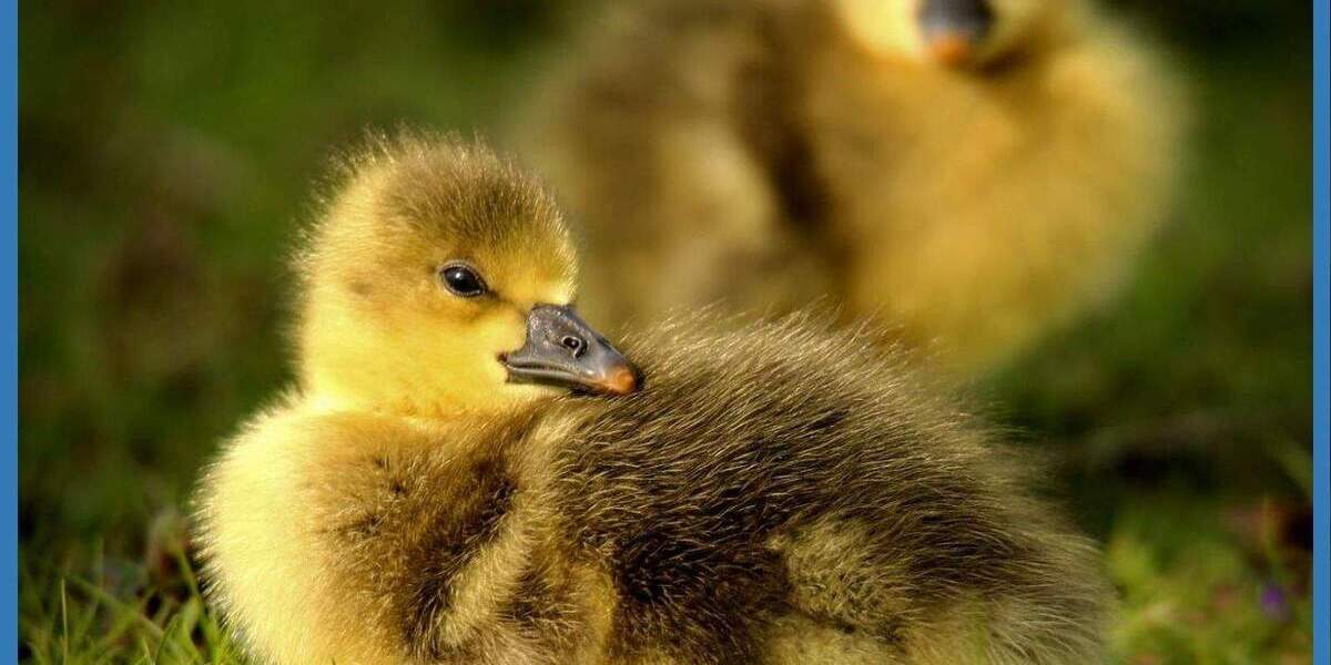 Etagenwohnung Peffingen - 8 Zimmer, 200 m&sup2;, 200&euro; | Angebot:25769954