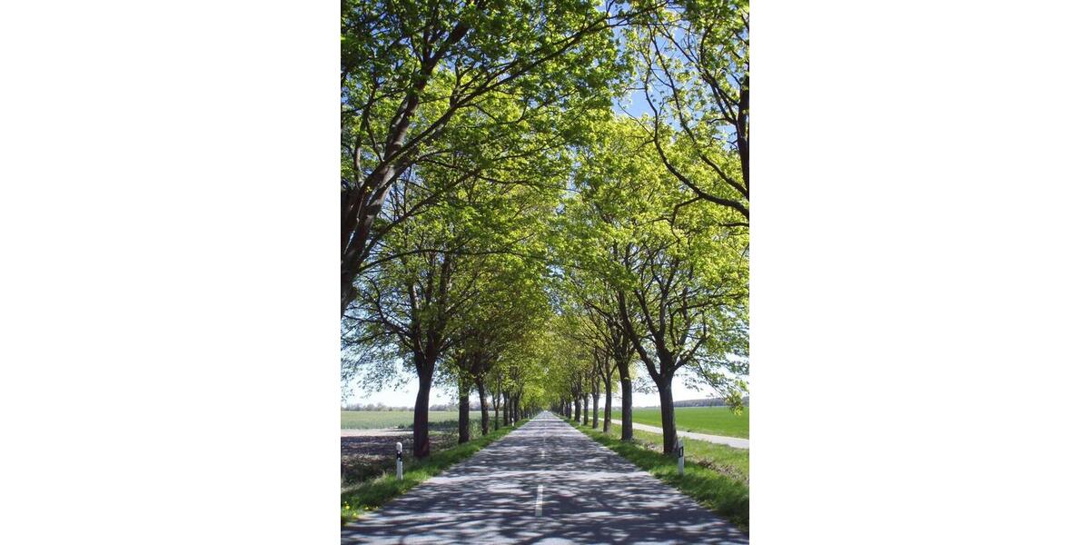 Etagenwohnung Tribsees - 4 Zimmer, 68 m&sup2;, 350&euro; | Angebot:24682584