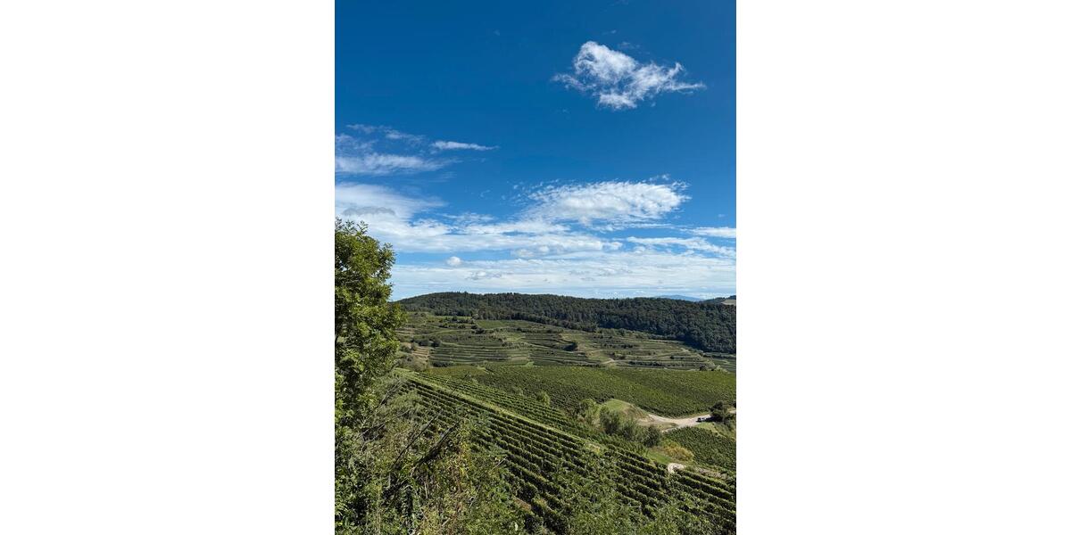 Wohnung in Endingen im April zu vermieten zimmer