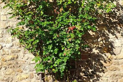 Wohnung Saalfeld (Saale) - 2 Zimmer, 95 m&sup2;, 828&euro; | Angebot:24865361