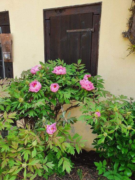 Wohnen im Grünen 2 zimmer