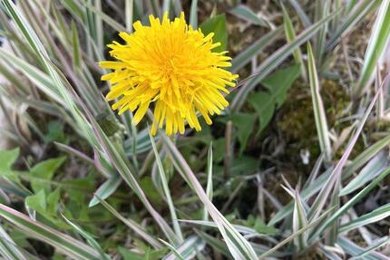 Wohnen auf Zeit Bad Salzuflen - 1 Zimmer, 14 m&sup2;, 810&euro; | Angebot:26250590