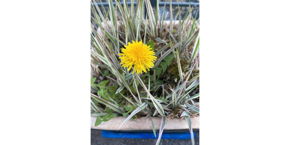 Wohnen auf Zeit Bad Salzuflen - 1 Zimmer, 14 m&sup2;, 810&euro; | Angebot:26250590