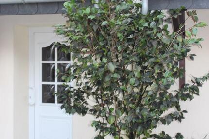 Haus Schortens - 3 Zimmer, 157 m&sup2;, 1.200&euro; | Angebot:25131403