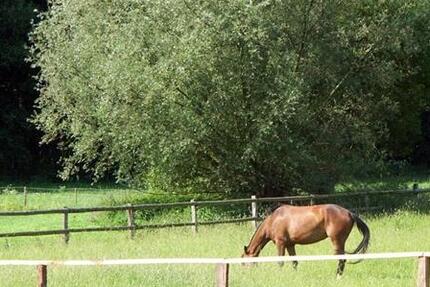 Idylle pur: Hausteil auf Resthof in Feldrandlage! 4 zimmer