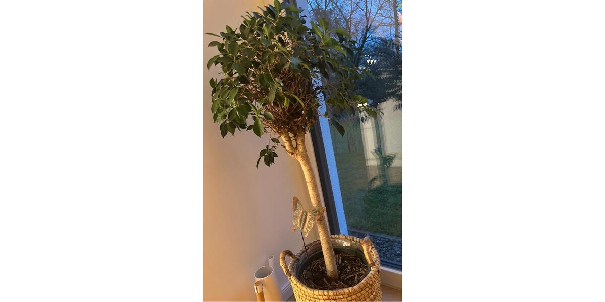 WG Zimmer Lübeck St. Jürgen 1 zimmer