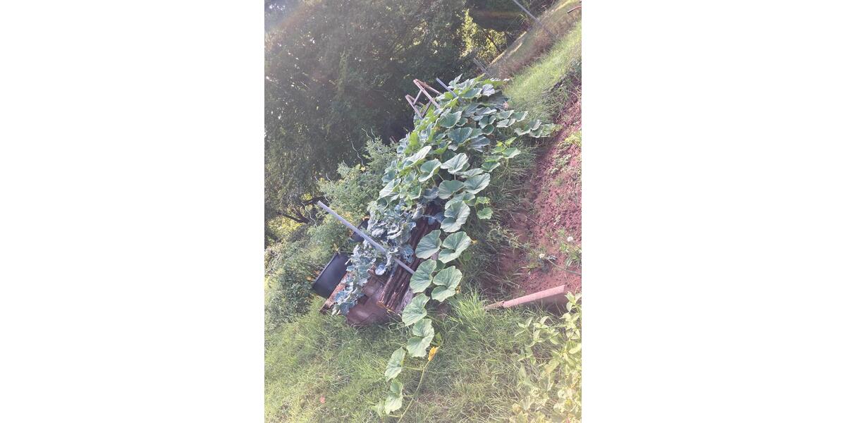 Wohnen auf Zeit Wilgartswiesen - 1 Zimmer, 23 m&sup2;, 350&euro; | Angebot:25977802