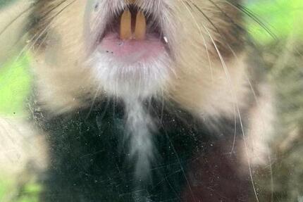 Haus Kiel Südfriedhof - 6 Zimmer, 200 m&sup2;, 2.000&euro; | Angebot:24380563