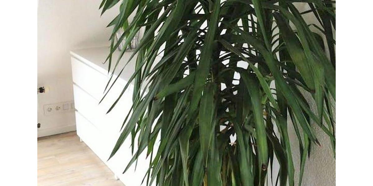 Wohnen auf Zeit Backnang - 1 Zimmer, 50 m&sup2;, 1.250&euro; | Angebot:26216170