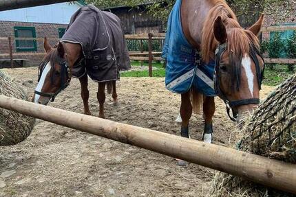 Wohnung Jork - 5.5 Zimmer, 130 m&sup2;, 1.500&euro; | Angebot:25936098