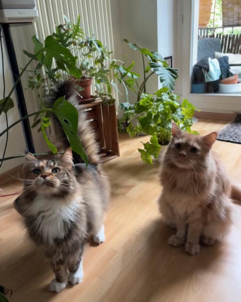 kurzzeitige Untermiete Zwischenmiete 04.09.-08.09.25 mit Katzen