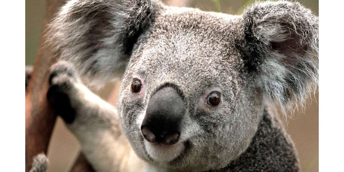 Etagenwohnung Dortmund Bövinghausen - 3 Zimmer, 68 m&sup2;, 480&euro; | Angebot:25255465