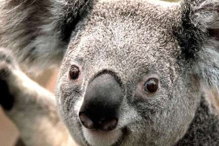 Wohnung Dortmund Bövinghausen - 3 Zimmer, 68 m&sup2;, 480&euro; | Angebot:25255465