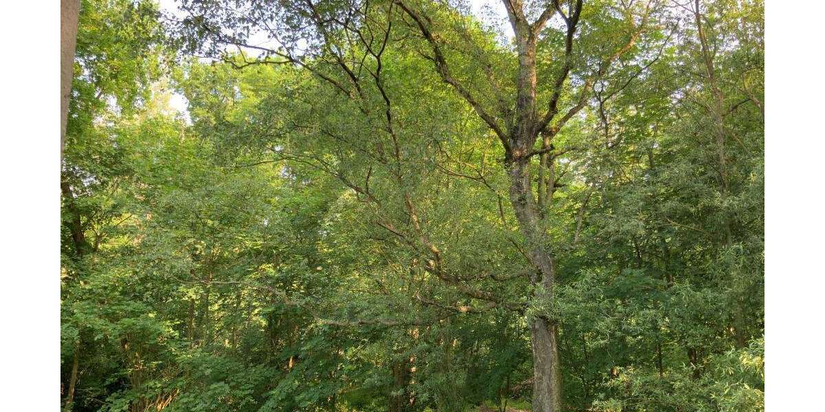 Etagenwohnung Gelsenkirchen Resser Mark - 2 Zimmer, 48 m&sup2;, 389&euro; | Angebot:25233906