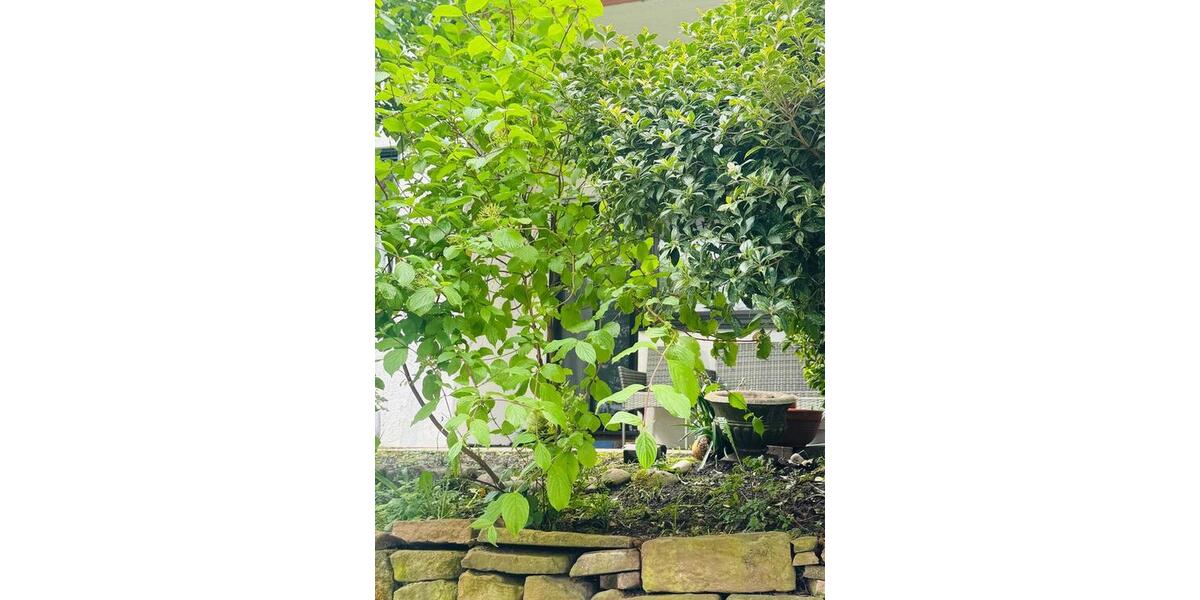 Terrassenwohnung Pforzheim - 2 Zimmer, 60 m&sup2;, 1.000&euro; | Angebot:26646760