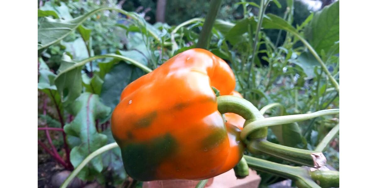 Wohnen auf Zeit Bad Salzuflen - 1 Zimmer, 14 m&sup2;, 810&euro; | Angebot:26250590