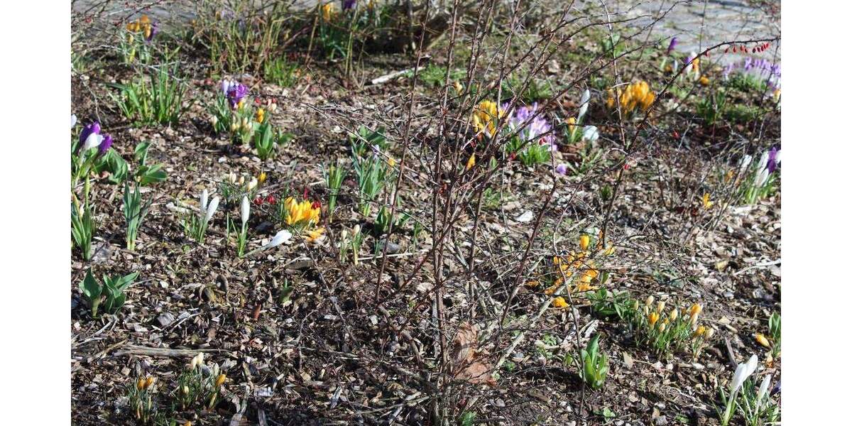 Einfamilienhaus Dierhagen-Dändorf Dändorf - 4 Zimmer, 118 m&sup2;, 1.416&euro; | Angebot:25267595