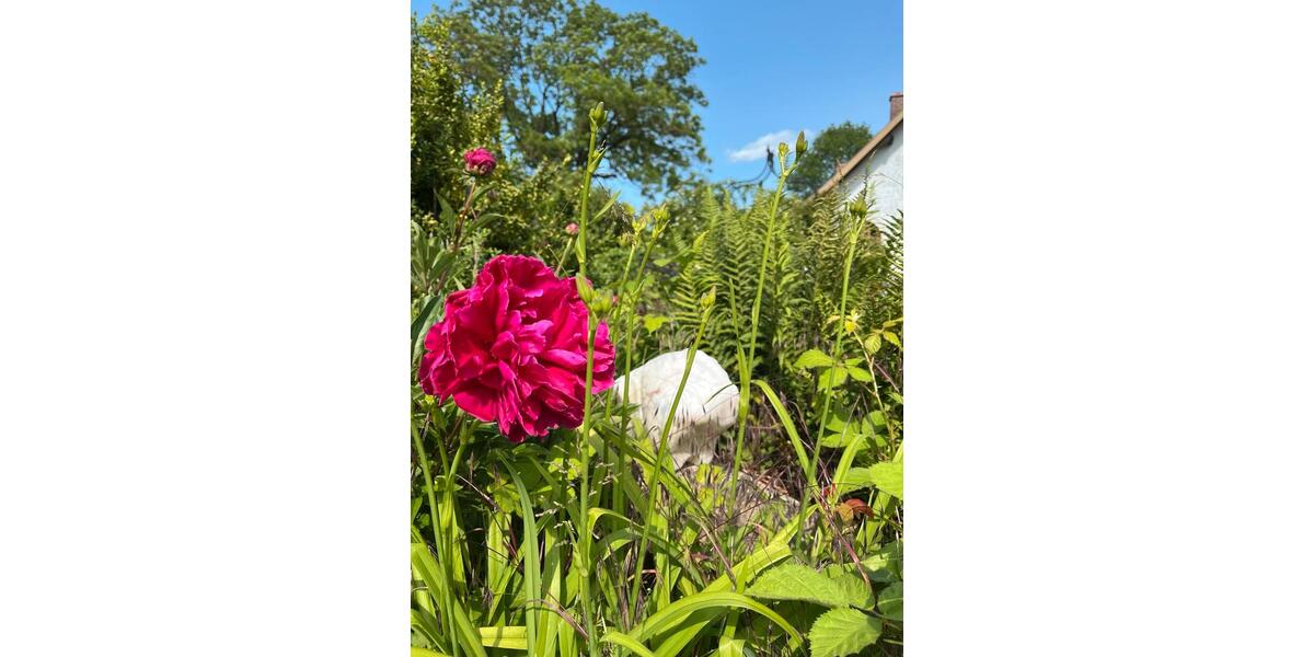 Erdgeschoßwohnung Lubmin - 1 Zimmer, 43 m&sup2;, 650&euro; | Angebot:24374319