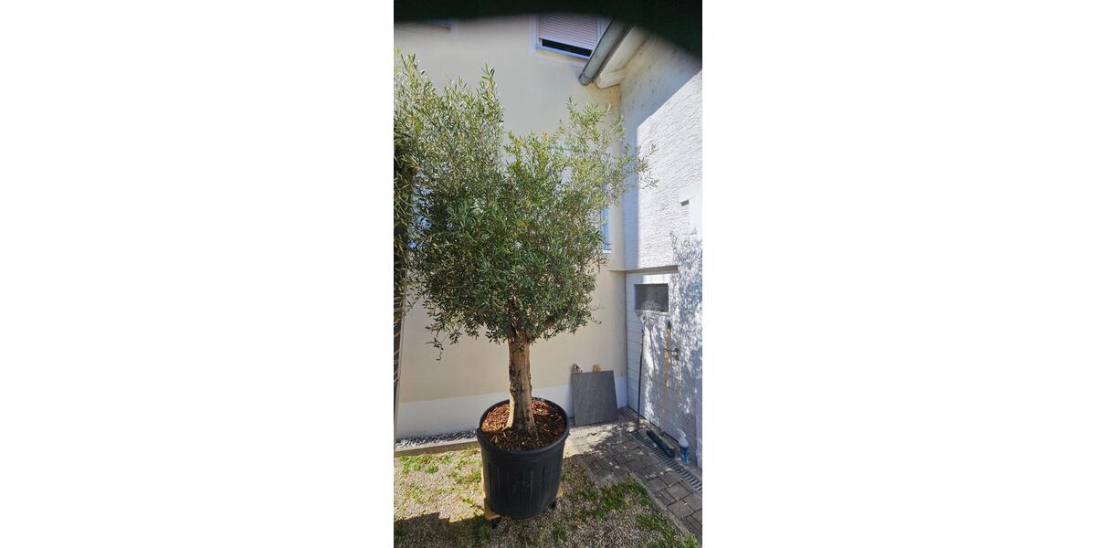 Dachgeschoßwohnung Plattling - 3 Zimmer, 100 m&sup2;, 1.190&euro; | Angebot:24565272