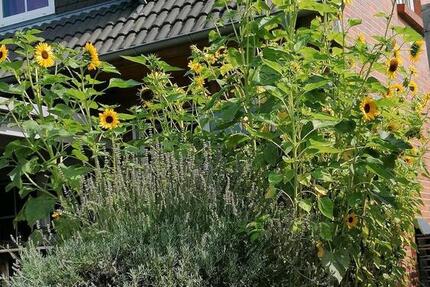 Zimmer frei 1 zimmer