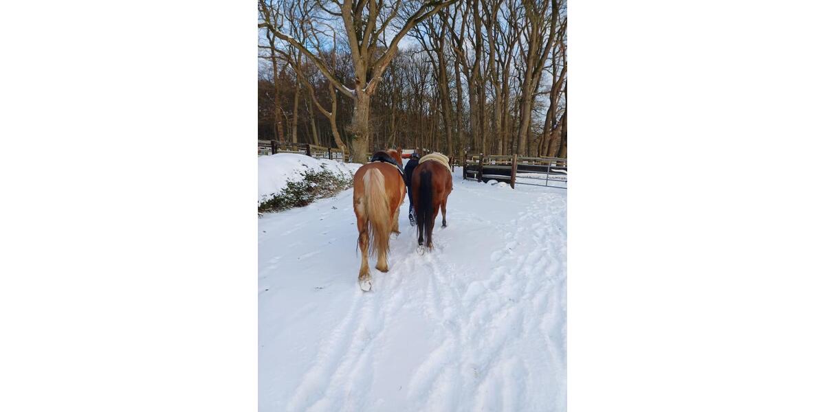 Erdgeschoßwohnung Sottrum - 1 Zimmer, 90 m&sup2;, 250&euro; | Angebot:24463974